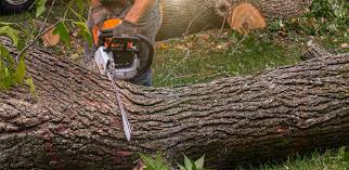 How Our Tree Care Process Works  in  Crestview, FL