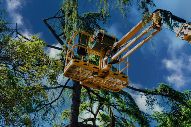 Reliable Crestview, FL  Tree Services Solutions